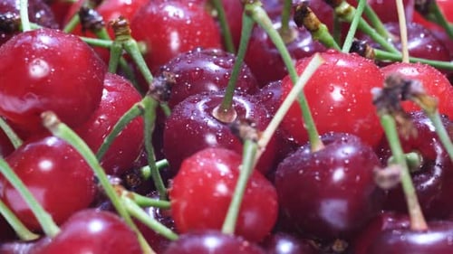 Close Up of Fresh Red Cherries with Stems