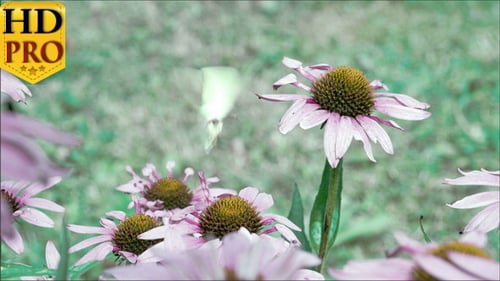 A Purple Cornflower Plant with a White Butterfly
