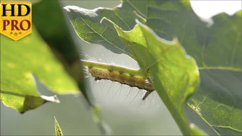 Hairy Caterpillar Resting on Green Plant