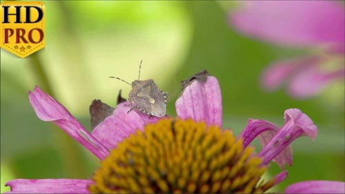A Bug on Top of the Purple Cornflower Plant