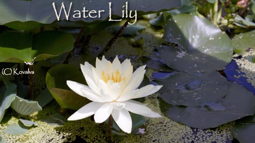 White Water Lily Blooming in Time Lapse