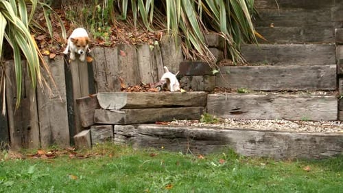 Dogs Running To The Camera In The Garden