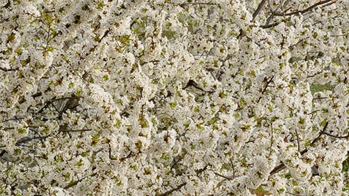 Tree Branch With White Flowers