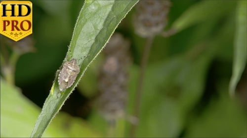 The Bug is on The Leaf of a Plant