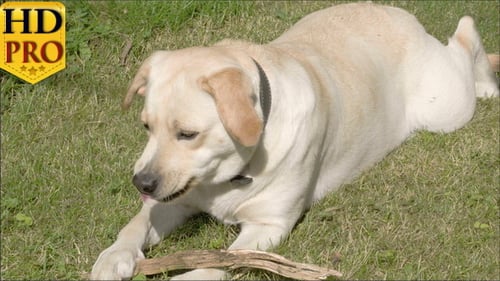 Happy Dog Chewing Stick Outdoors
