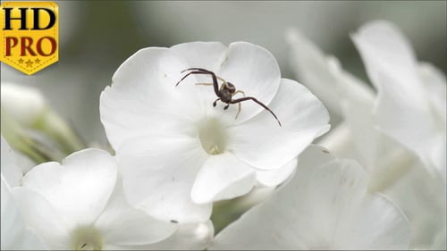 Eine schwarze Krabbenspinne auf der Blume