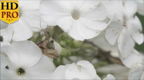 Die Krabbenspinne krabbelt auf der weißen Blume