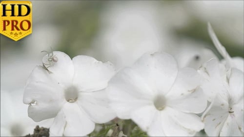 L'araignée crabe à la chasse à la fleur blanche