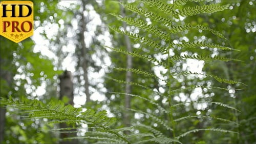 Fern Swaying Gently in a Bright Green Forest