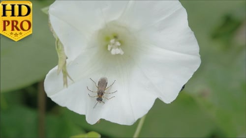 Un insecte à l'intérieur de la fleur du liseron des champs