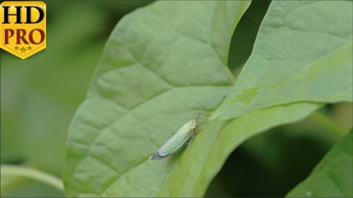 Small Green Insect on Green Leaf Close-up
