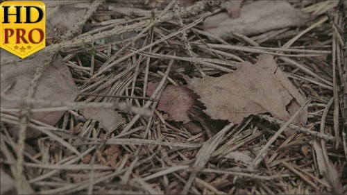A Black Ant Crawling on the Withered Plants