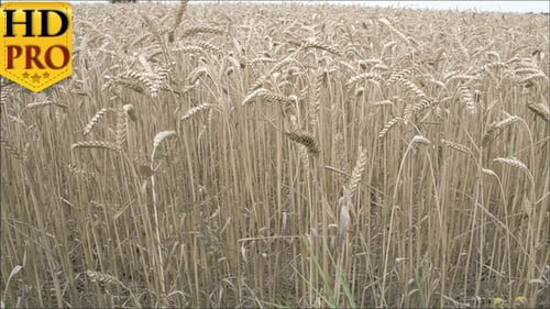 Brown Wheat Grasses on the Field