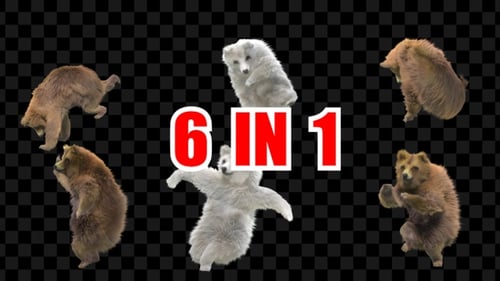 Bear 6er-Pack