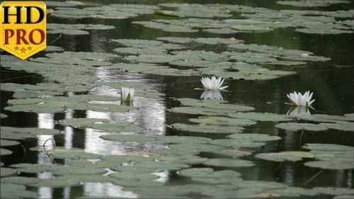 Set of Water Lilies on the Pond
