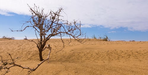 Desert 3