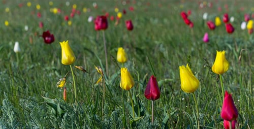 Field of Colorful Tulips Blooming in Spring