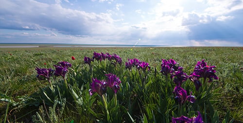 Field of Purple Flowers in a Green Landscape