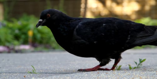 Pigeons