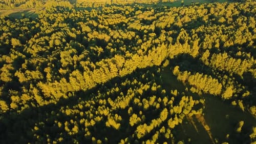 Survol de la forêt verte.