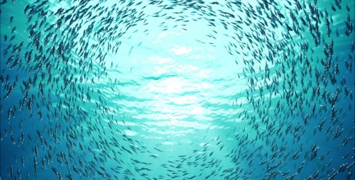 Fischschwarm