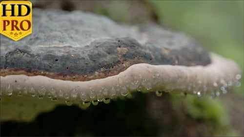 Fomitopsis Pinicola avec ses gouttes humides visibles