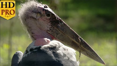 Der Marabou Storch mit seinem langen und großen Schnabel