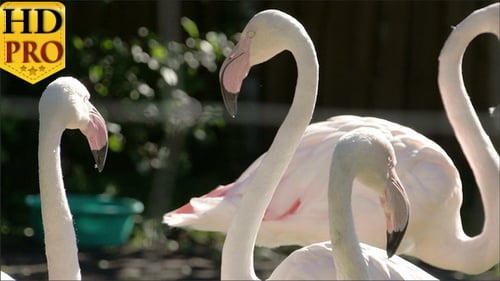Sechs weiße und rosafarbene Flamingos mit langem Hals