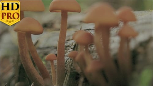 Closer View of the Tiny White Mushrooms