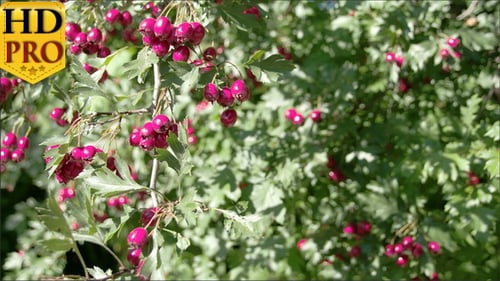 Beaucoup de fruits de Crataegus ont fleuri au printemps