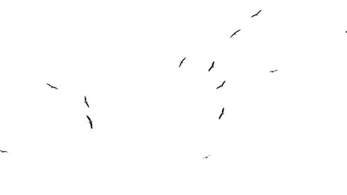 Flock Of Birds Flying