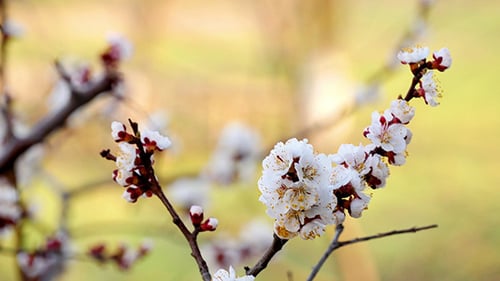 Tree Branch With Flowers