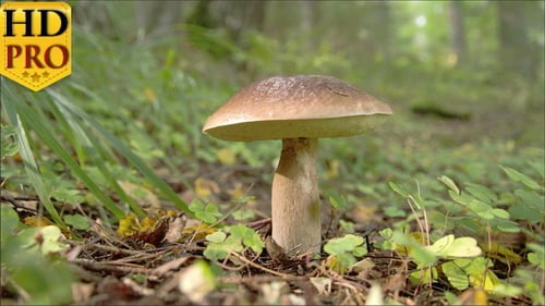 Single Lactarius Rufus Found on the Ground