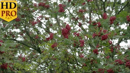 Bouquet de fruits Sorbus fleuris sur ses arbres