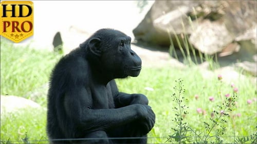 A Black Common Chimpanzee Sitting on the Grass