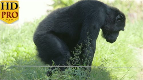 Chimpanzee Sitting Thoughtfully in a Grassy Enclosure