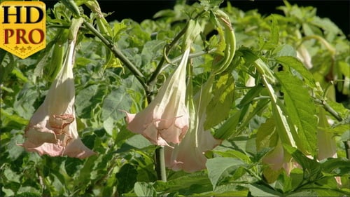 Fully Bloomed Yellow Bell Flower