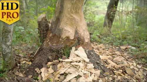 Tree Damaged by Animal in Green Forest