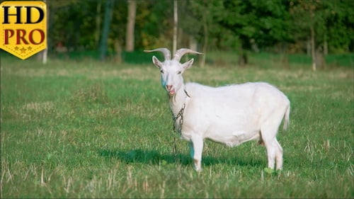 Une chèvre domestique blanche debout sur la ferme