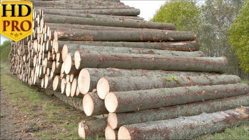 Stacked Pile of Wooden Logs in Rural Area