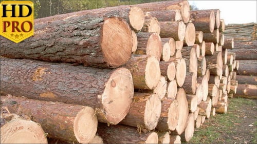Des tas de bûches provenant des épinettes coupées