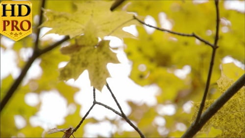 Golden View of the Maple Leaves on the Maple Tree