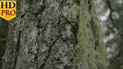 Closer Look of the Beard Lichen Attached