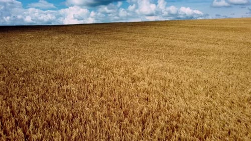 Landscape Wheat Field