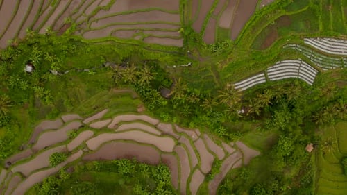 Vue aérienne de haut en bas des rizières avec de l'eau dans la campagne asiatique