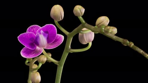 Blooming Purple Orchid Phalaenopsis Flower