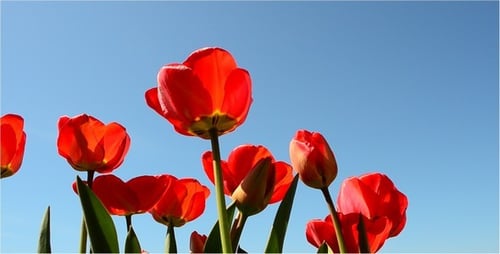 Red Tulips Blooming Against a Blue Sky