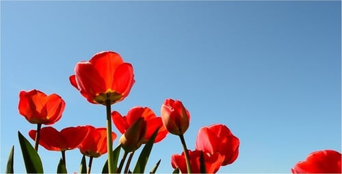 Red Tulips Blooming Against a Blue Sky