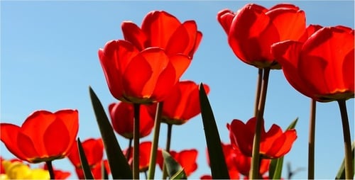 Bright Red Tulips Blooming on a Sunny Spring Day