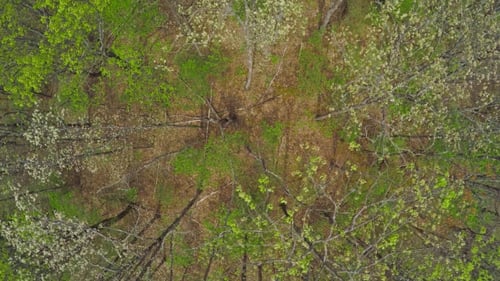 Aerial View of Green and White Tree Tops